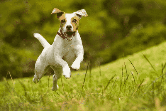 5 formas sencillas de hacer feliz a tu perro