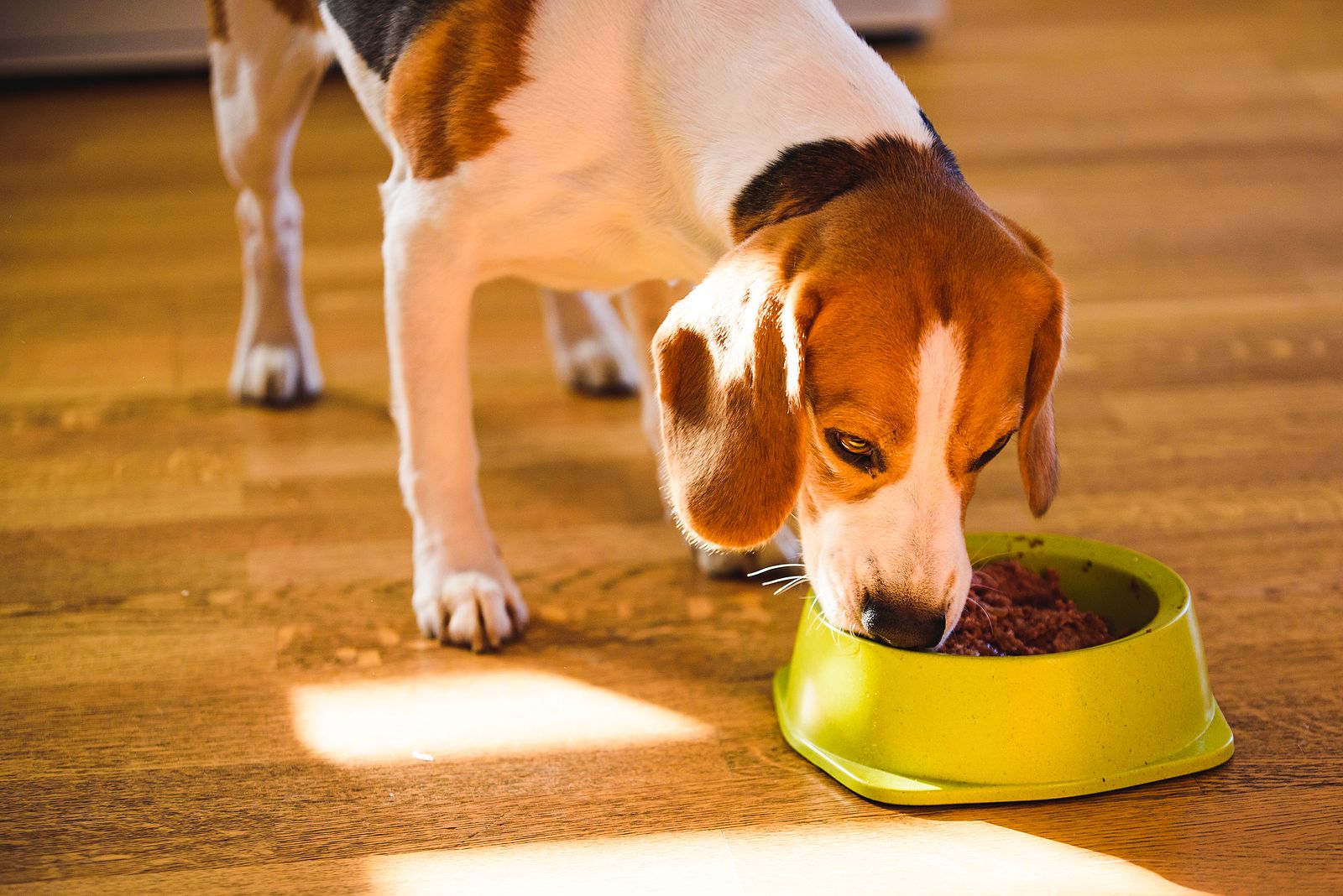 Algunos alimentos pueden aportar demasiadas calorías a tu perro