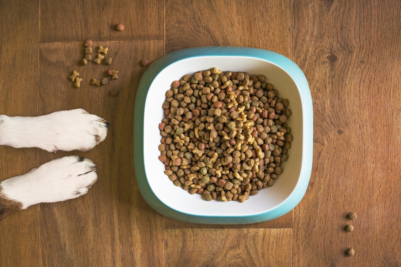 5 razones por las que deberías elegir alimentos sin cereales para tu perro