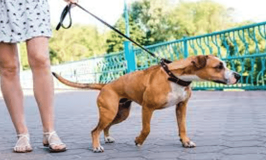 5 formas de enseñar al perro a no tirar de la correa
