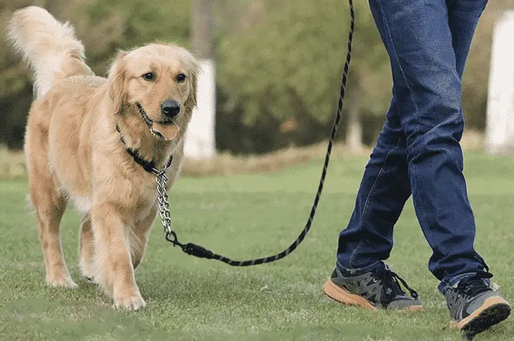 Formas de enseñar al perro a no tirar de la correa
